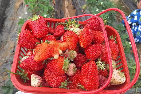 Забавният ден на Qingdao Star Machine в Strawberry Fields